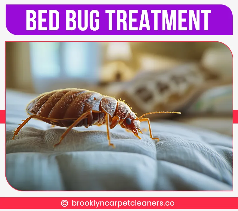 carpet cleaning in brooklyn, carpet cleaning in new york, carpet cleaning brooklyn, carpet cleaners in brooklyn, carpet cleaners in new york, commercial carpet cleaning, commercial carpet cleaning in brooklyn, brooklyn rug cleaners, rug cleaning services in brooklyn, same day carpet cleaning, same day rug cleaning